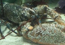 Thợ lặn Anh bắt được tôm hùm khổng lồ gần 70 tuổi