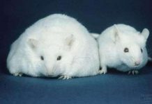 Loài chuột kêu để thu hút bạn tình là do bẩm sinh Loài chuột kêu để thu hút bạn tình là do bẩm sinh