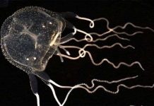 Phát hiện cá thể sứa hộp Caribbean đầu tiên tại Australia