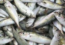 Công nghệ giảm phí, tổn thất sau thu hoạch hải sản