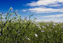 Bí mật về sự xuất hiện của thực vật hạt kín