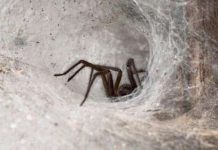 Mưa nhện kỳ lạ ở Australia