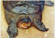 Tìm thấy loài rùa lớn được xem là đã tuyệt chủng ở Việt Nam Tìm thấy loài rùa lớn được xem là đã tuyệt chủng ở Việt Nam