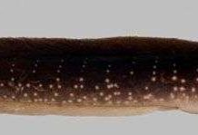 Cá trê Phú Quốc có tên khoa học và được công nhận