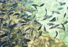 Lượng cá ở Nam Cực đang có dấu hiệu suy giảm