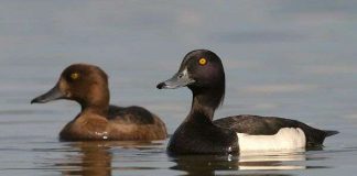 Nhiệt độ tăng khiến chim di trú muộn