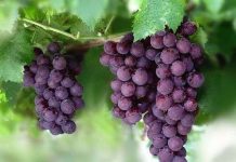 Nho có chứa melatonin là loại hormon giúp ngủ ngon