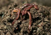 Giun cũng gây nên tình trạng nóng lên toàn cầu