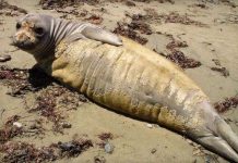 Hải cẩu California thay lông hàng loạt vì nước biển ô nhiễm thủy ngân