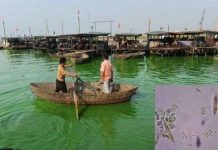 Tảo lục đe dọa bờ biển phía đông Trung Quốc Tảo lục đe dọa bờ biển phía đông Trung Quốc