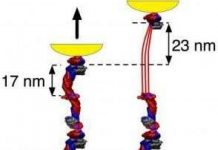 Thám hiểm nguồn gốc tính mềm dẻo của cục đông máu