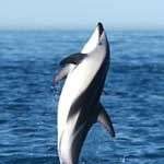 Hãy cứu những động vật biển ở thiên đường trắng