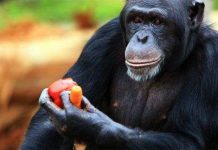 Khoa học lý giải sự khác biệt giữa người và động vật