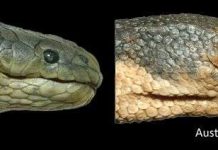 Loài rắn biển độc chết người Loài rắn biển độc chết người