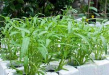 Kỹ thuật trồng rau muống sạch trong thùng xốp tại nhà Kỹ thuật trồng rau muống sạch trong thùng xốp tại nhà