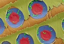 Phát hiện khả năng lọc vi khuẩn trong nước của gỗ thông