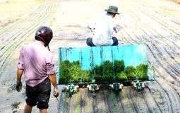 Máy cấy: Tiết kiệm, năng suất cao