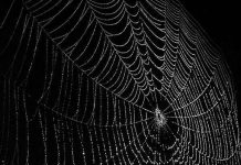 Tìm thấy mạng nhện đột biến vì nhiễm phóng xạ