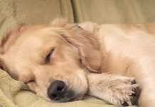 Khoa học kết luận: Chó cũng ngủ mơ như con người