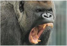 Nghiên cứu sức mạnh răng nanh loài linh trưởng