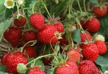 Lâm Đồng hoàn thiện nhân giống dâu tây sạch bệnh