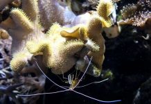 Phát hiện loại vi khuẩn có thể điều tiết khí hậu Phát hiện loại vi khuẩn có thể điều tiết khí hậu