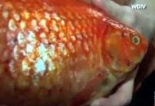 Cá vàng khổng lồ nặng 1,4kg Cá vàng khổng lồ nặng 1,4kg