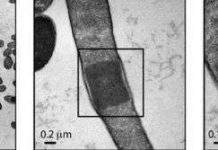 Hành vi lạ lùng của vi khuẩn với protein nhân tạo