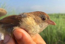 Chim tuyệt chủng hơn 7 thập kỷ tái xuất