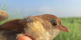 Chim tuyệt chủng hơn 7 thập kỷ tái xuất