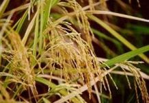 Giống lúa mới chịu lụt có thể giúp nông dân và môi trường