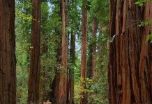 Quá nhiều động, thực vật biến mất do biến đổi khí hậu