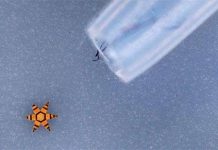 Microgripper – kẹp siêu nhỏ chuyên dùng để lấy mẫu mô Microgripper - kẹp siêu nhỏ chuyên dùng để lấy mẫu mô