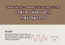 Lợi ích tiếng kêu grrr của loài mèo