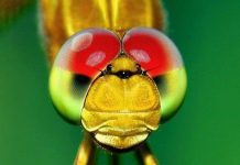 Loài côn trùng có tầm nhìn tốt nhất trong giới động vật