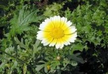 Kỹ thuật trồng và chăm sóc cây hoa cúc Kỹ thuật trồng và chăm sóc cây hoa cúc