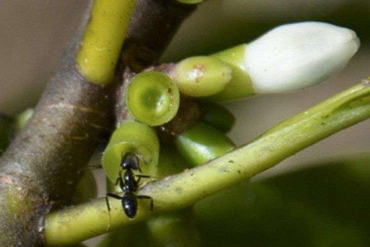 Loài kiến đặc biệt biết trồng cây để làm tổ trên đảo Fiji