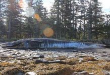 30 con cá voi chết bí ẩn ở vịnh Alaska