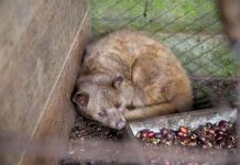 Cách phát hiện cà phê chồn giả