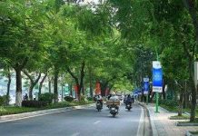 Tác dụng của cây xanh trong hệ sinh thái đô thị