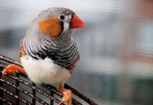 Chim sử dụng mùi hương để quyến rũ bạn tình