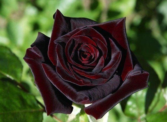 Loài hoa hồng đen cực quý hiếm, chỉ trồng được ở duy nhất 1 ngôi làng