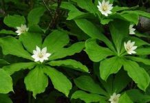 Phát hiện cây có bộ gene lớn nhất