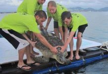 Bệnh viện rùa biển duy nhất trên thế giới