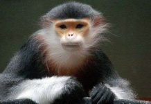 Bảo vệ loài linh trưởng tại bán đảo Sơn Trà