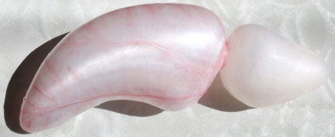 Bia, rượu và thậm chí là cả nước cam đóng chai thoang thoảng mùi tanh của cá. Lý do là…