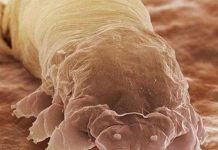 Tìm hiểu về những thứ “kinh dị” trong cơ thể người