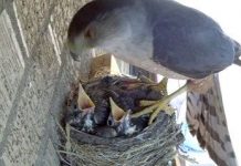 Chim ưng cướp chim cổ đỏ non khỏi tổ trong nháy mắt