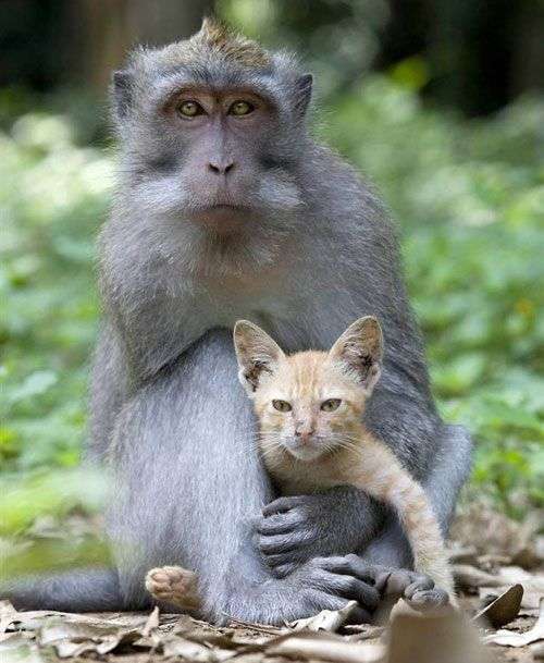 Kỳ lạ khỉ nuôi mèo