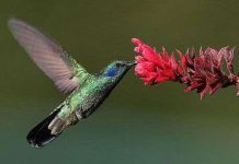 Chim ruồi hút mật bằng lưỡi